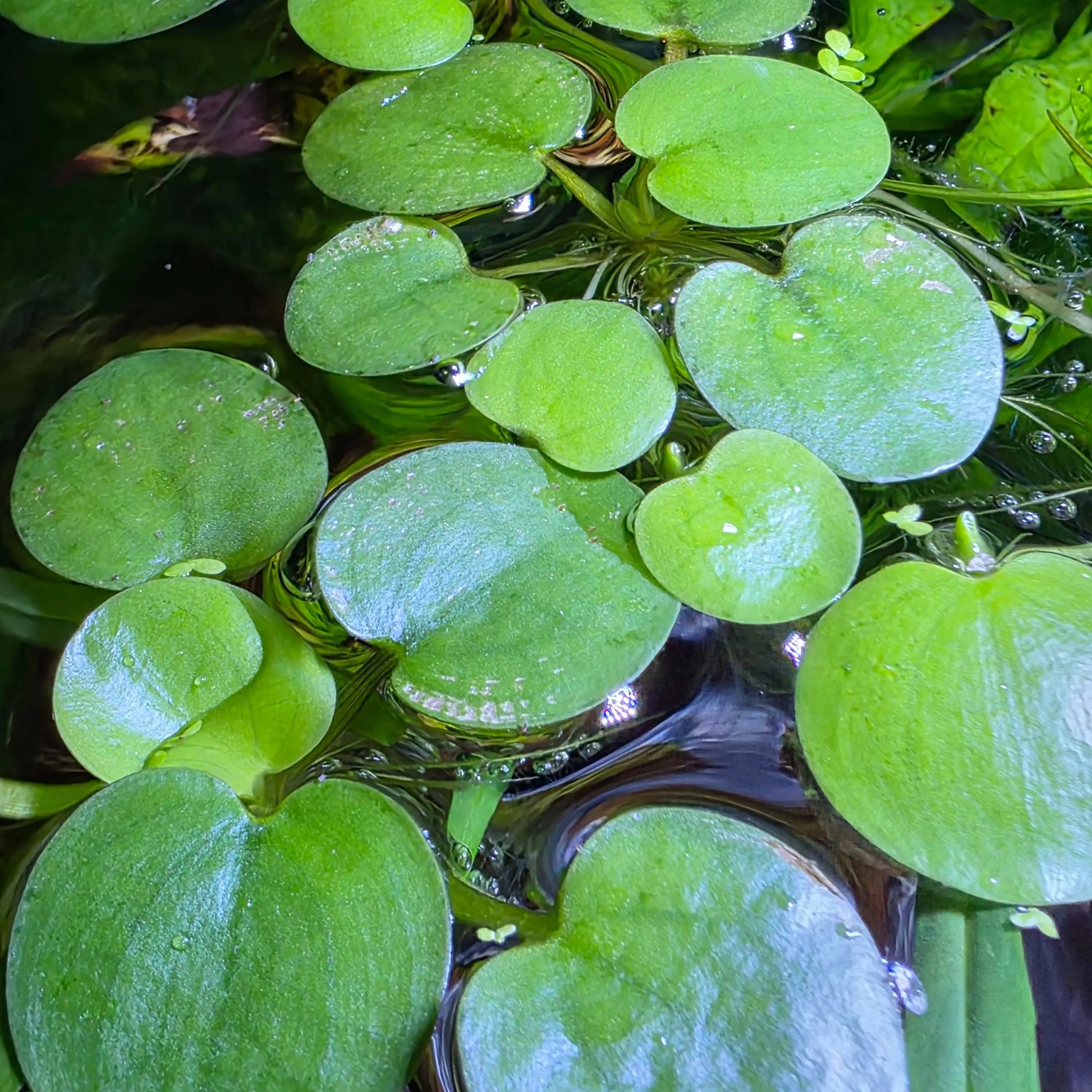 Tofu'S Tanks Frogbit Live Aquarium Floating Plant