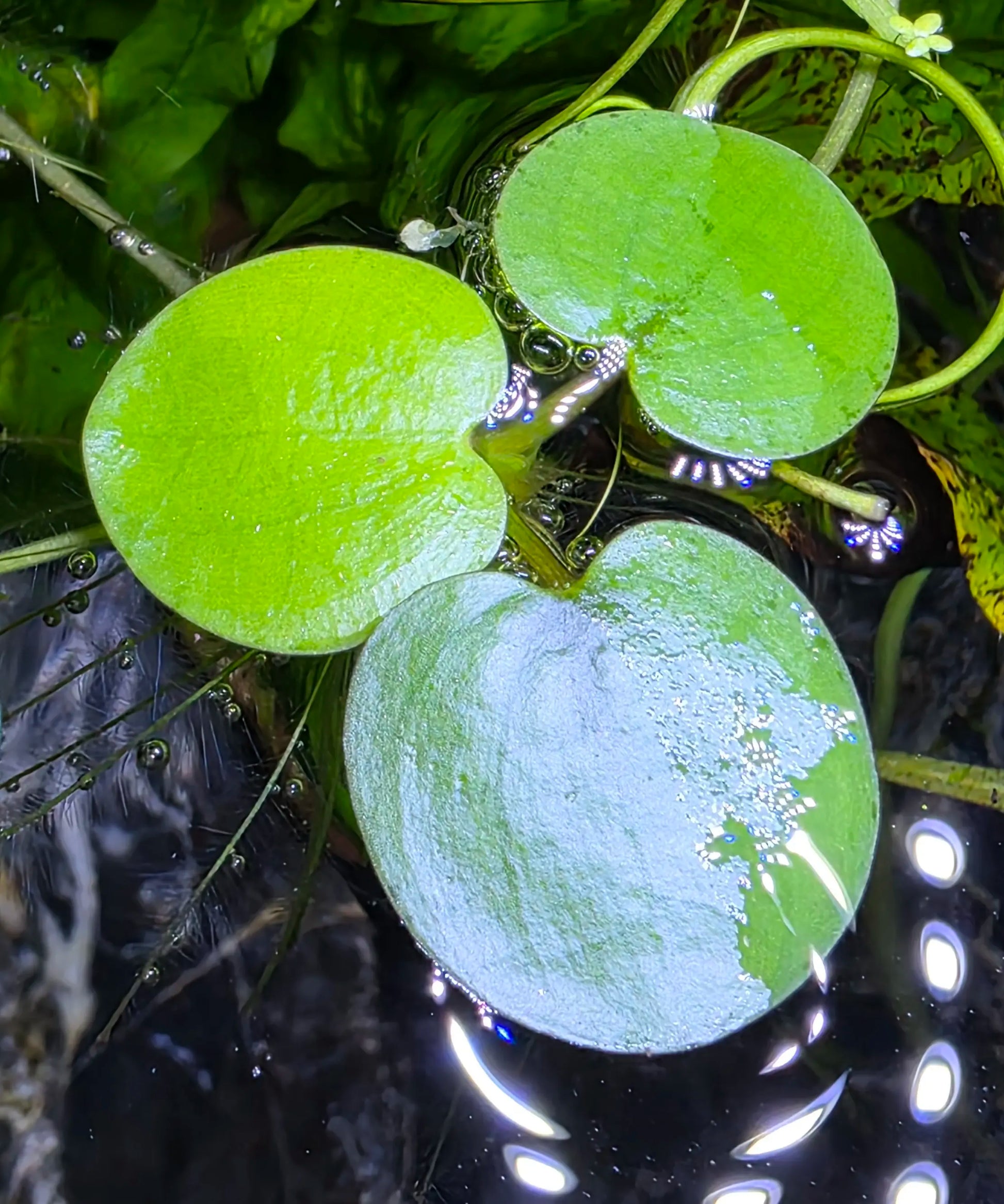 Tofu'S Tanks Frogbit Live Aquarium Floating Plant