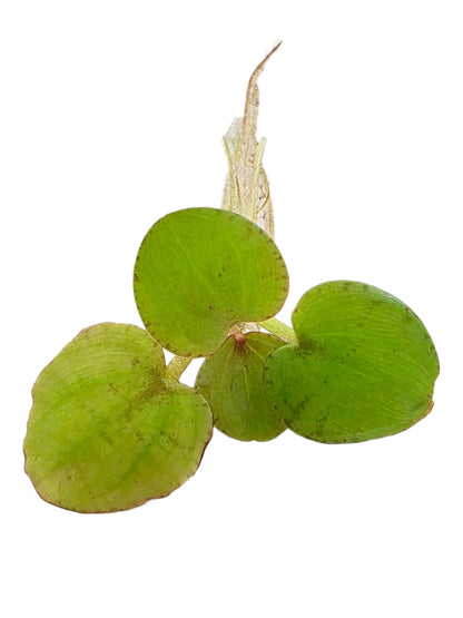 Tofu'S Tanks Frogbit Live Aquarium Floating Plant