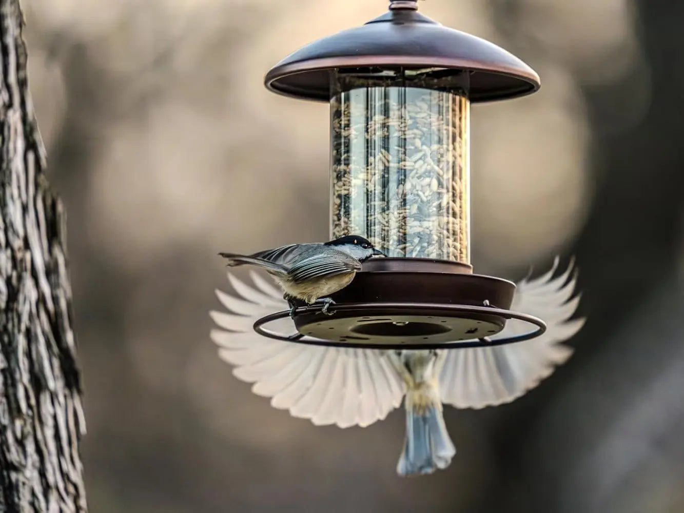 Metal Roof Bird Feeder - Chew Proof for Outdoor Hanging Wild Bird Seeds. Bronze